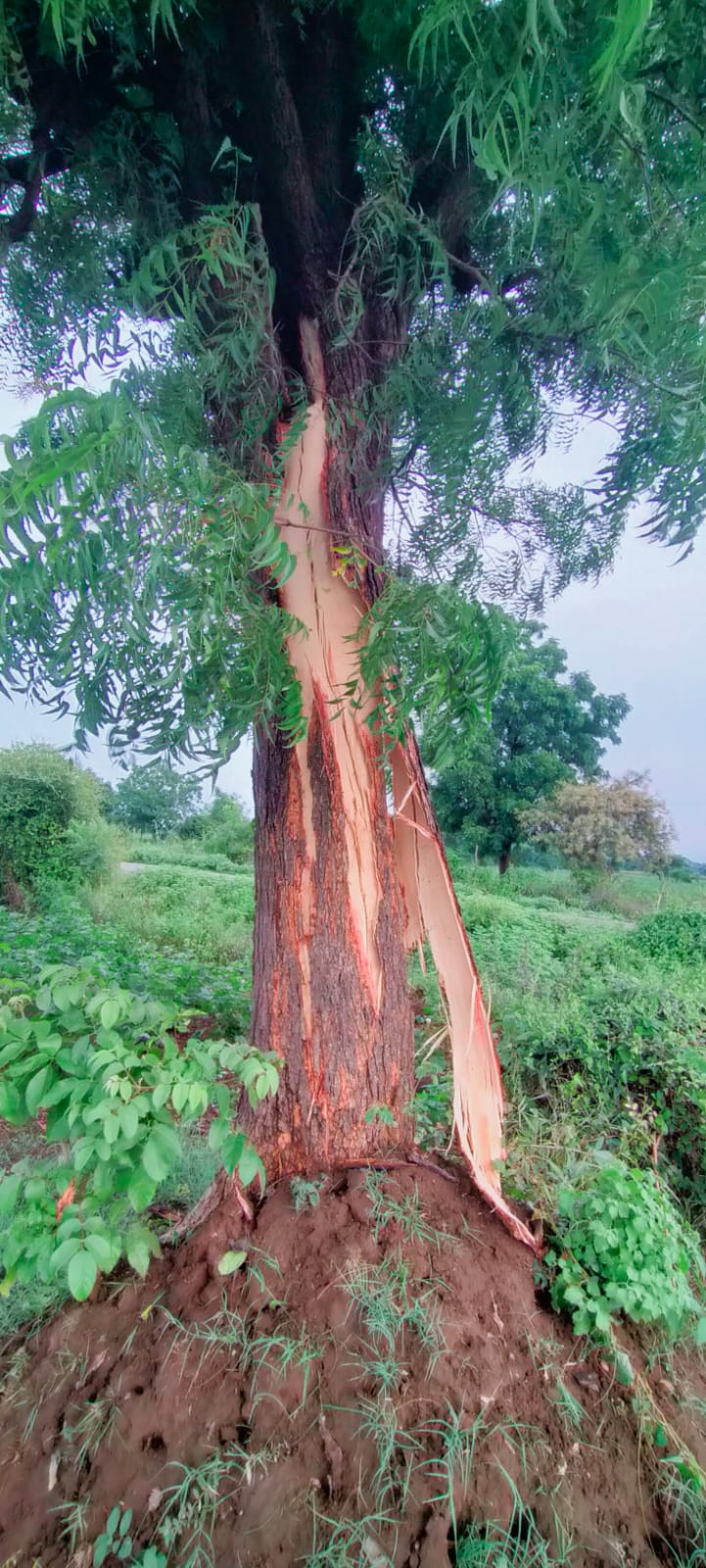 लोहारा येथील भगवान खरे यांच्या शेतातील “कडु लिंबाच्या झाडावर वीज कोसळली”